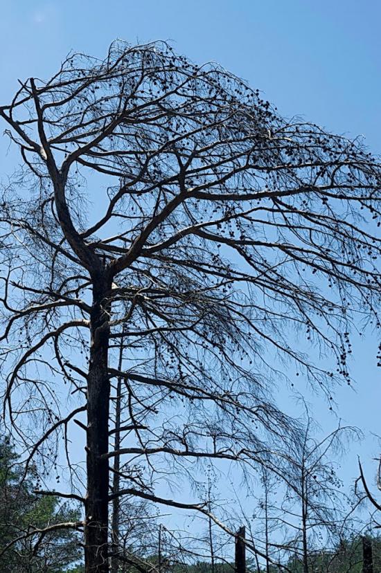 Ярова з panoramio.com - Ярова