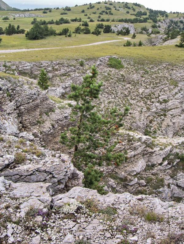 Підгородне з panoramio.com - Подгороднее
