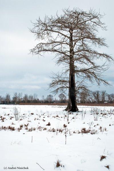 Перемога з panoramio.com - Перемога