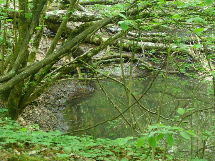 Іванківці з panoramio.com - Иванковцы