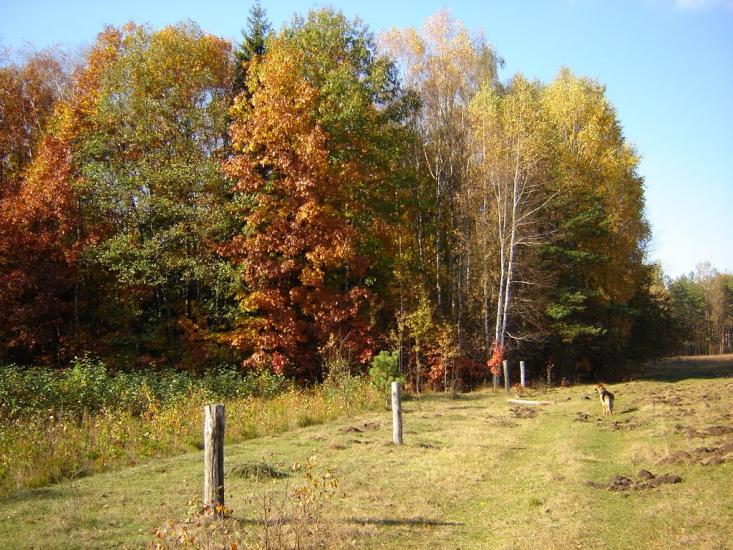 Нові Яриловичі з panoramio.com - Новые Ярыловичи
