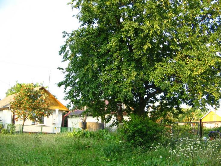 Коритниця з panoramio.com - Korytnytsya