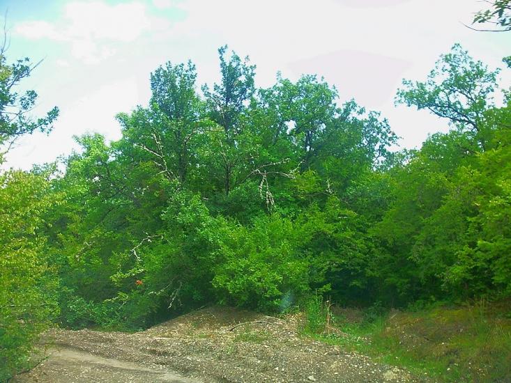 Щасливе з panoramio.com - Schaslyve