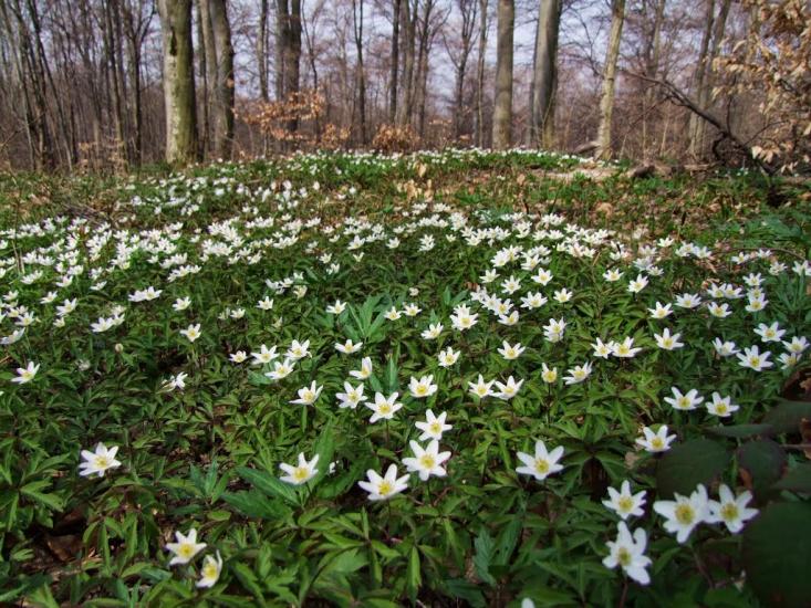 Ярок з panoramio.com - Ярок