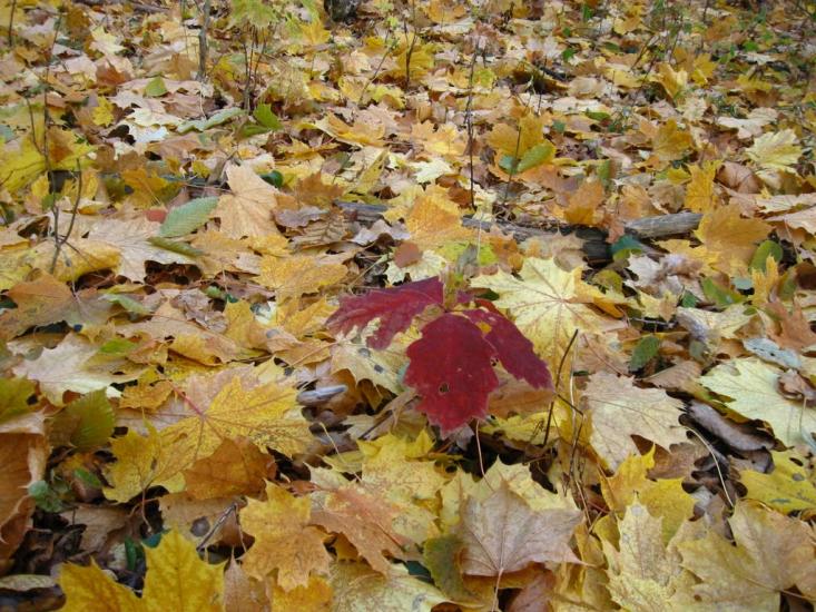 Кисляк з panoramio.com - Кисляк