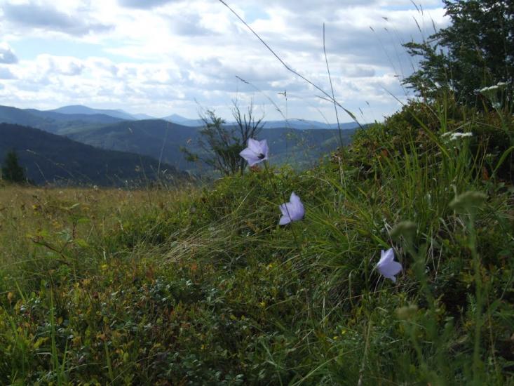 Букове з panoramio.com - Букове