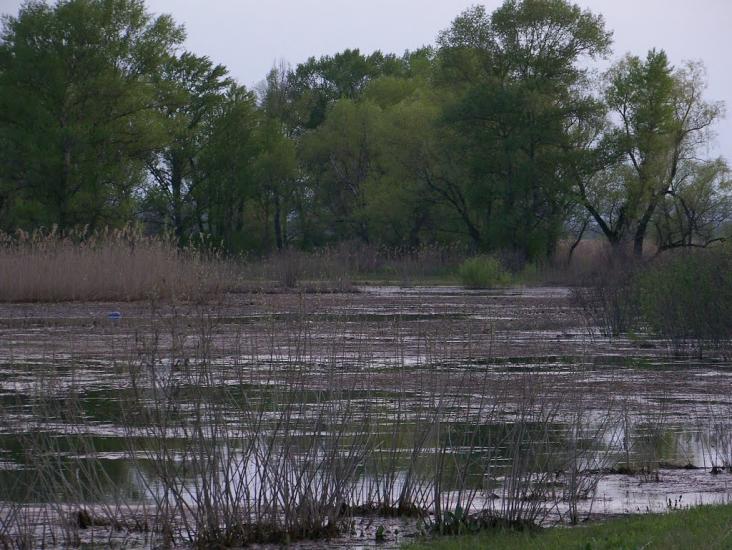 Кривуші з panoramio.com - Кривуші