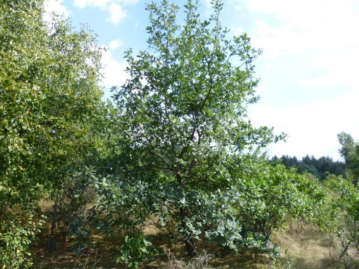 Мареничі з panoramio.com - Мареничі