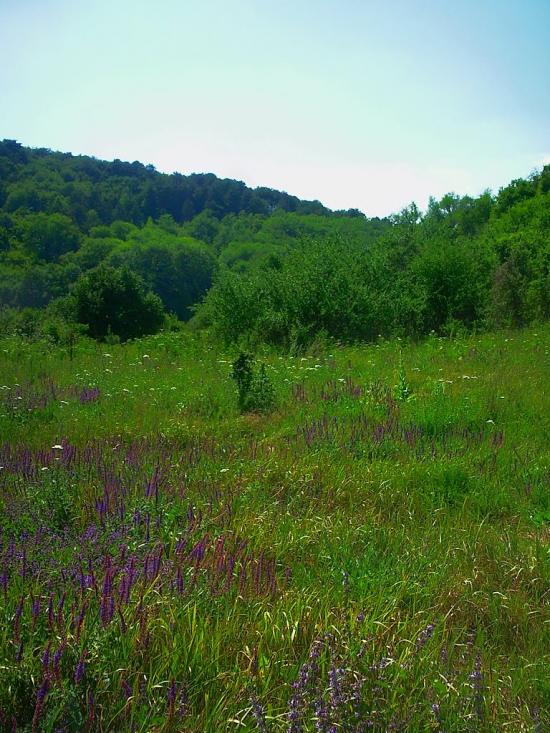 Багата Ущелина з panoramio.com - Bagata Uschelyna