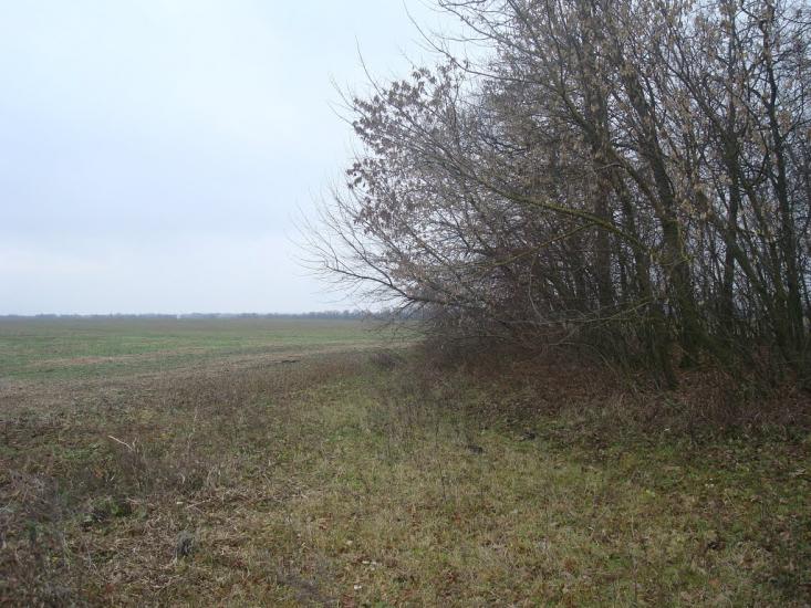 Воронківці з panoramio.com - Воронковцы