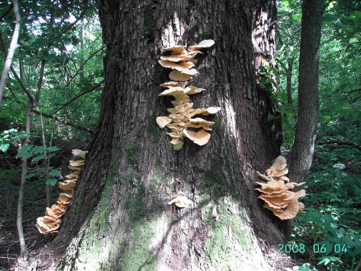 Попівка з panoramio.com - Поповка