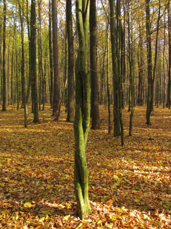 Черемошне з panoramio.com - Черемошне