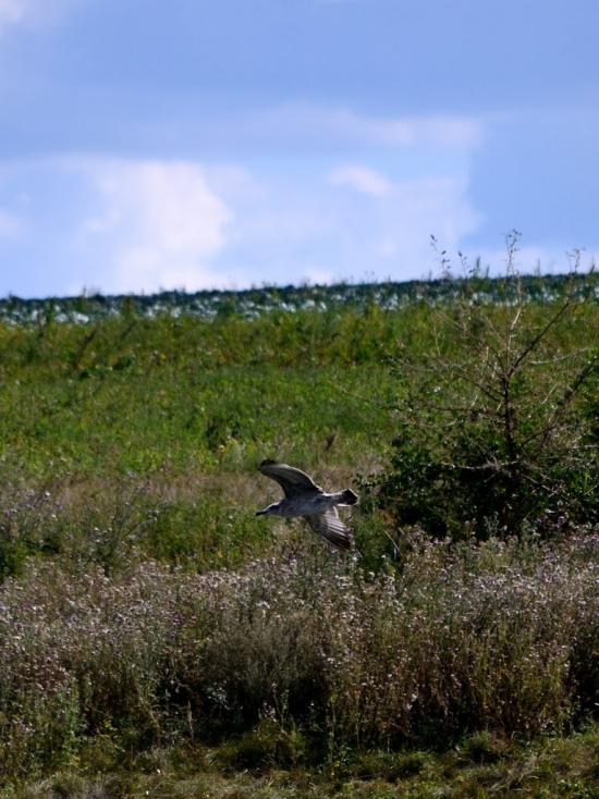 Крупське з panoramio.com - Крупське