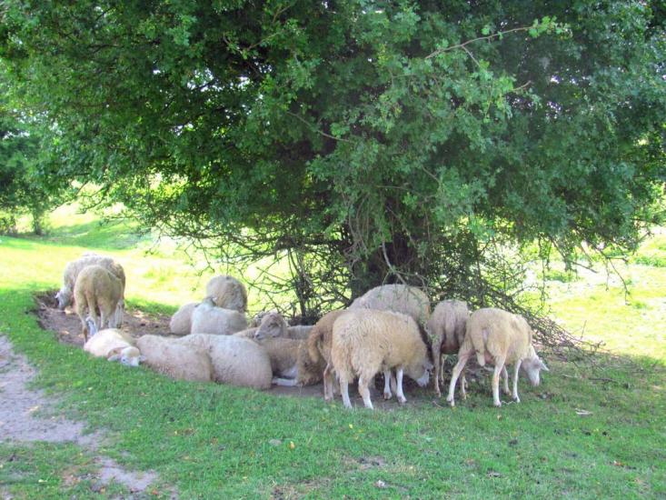 Городець з panoramio.com - Городець