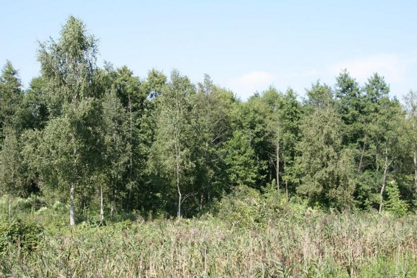 Любимівка з panoramio.com - Любимовка