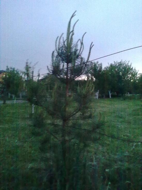 Галяве з panoramio.com - Галяво