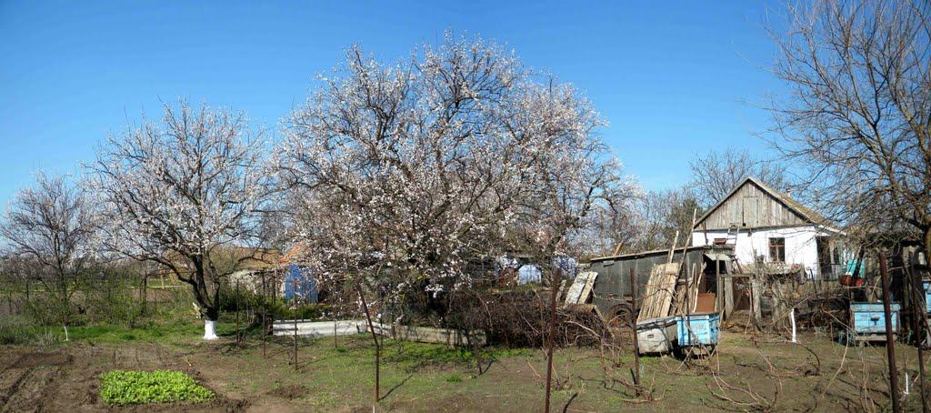 Павлівка з panoramio.com - Павловка