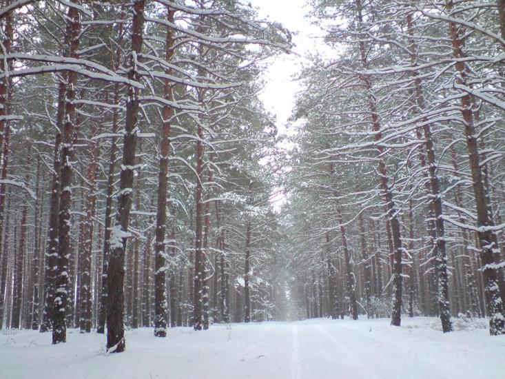 Кустолові Кущі з panoramio.com - Кустолові Кущі
