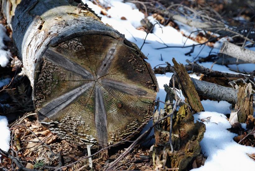 Букове з panoramio.com - Букове