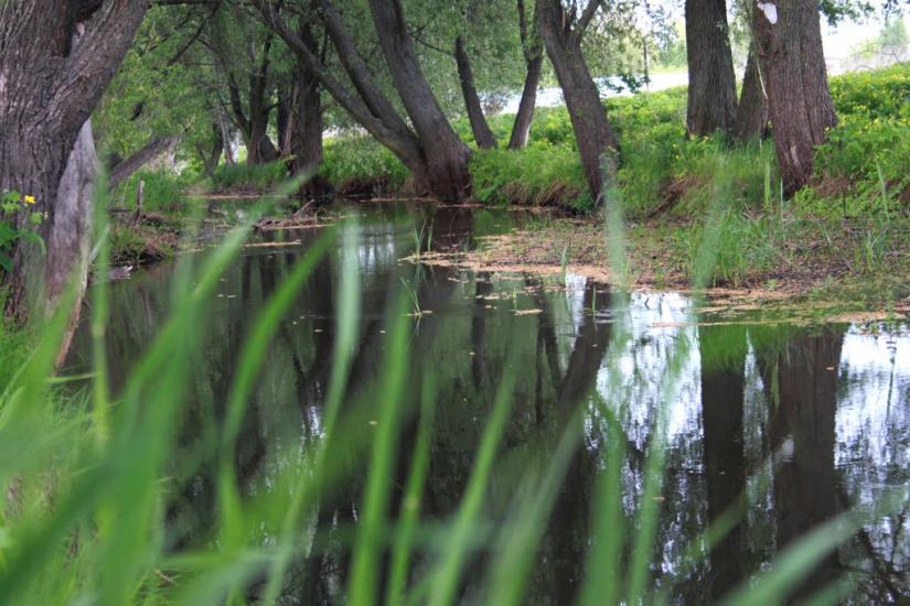 Буча з panoramio.com - Буча
