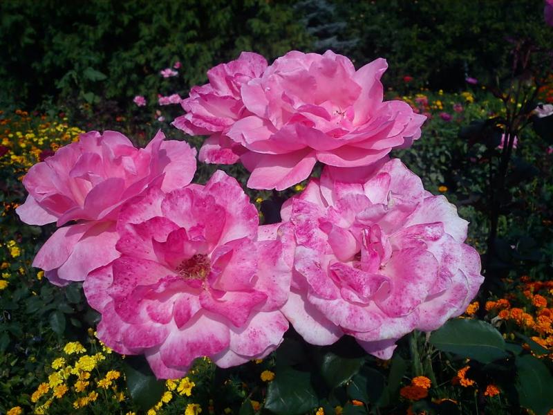 Полуботки з panoramio.com - Полуботки