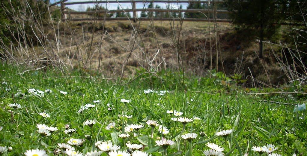 Труханів з panoramio.com - Труханів