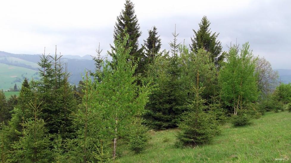 Пилипець з panoramio.com - Пилипец