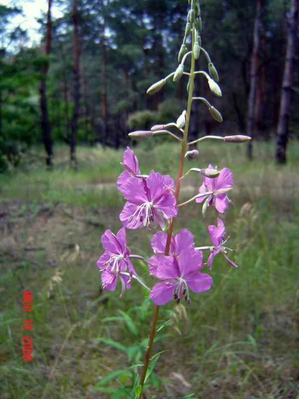 Горянівське з panoramio.com - Goryanivske