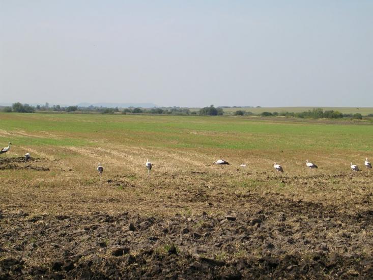 Заставне з panoramio.com - Заставне