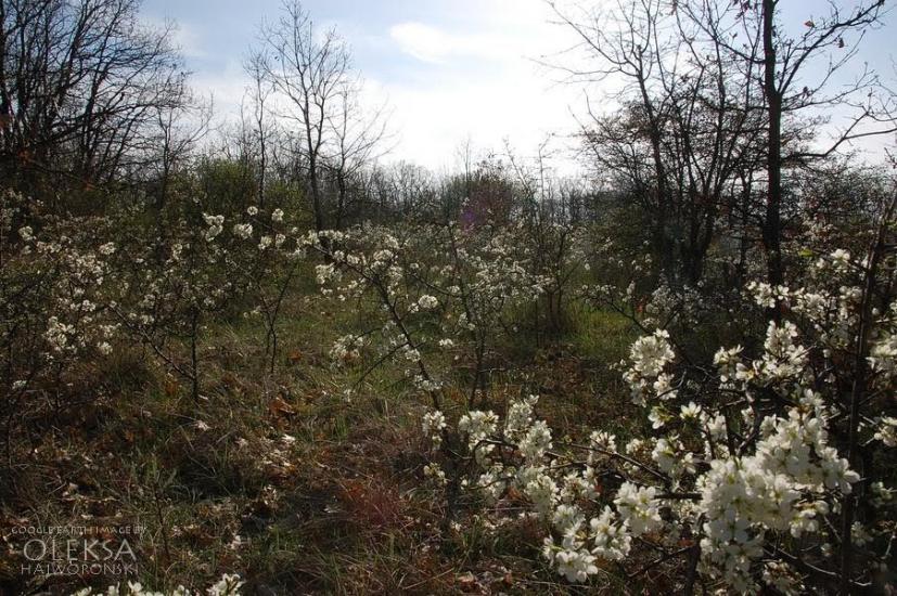 Вікторівка з panoramio.com - Викторовка