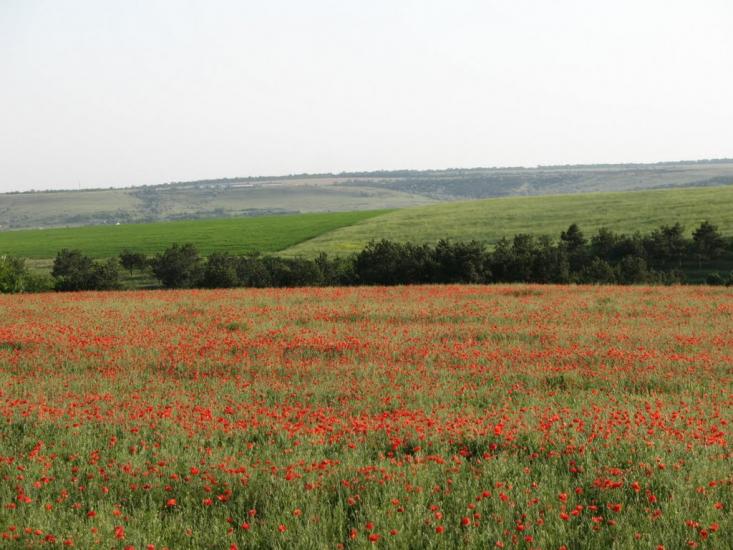 Дачне з panoramio.com - Дачное
