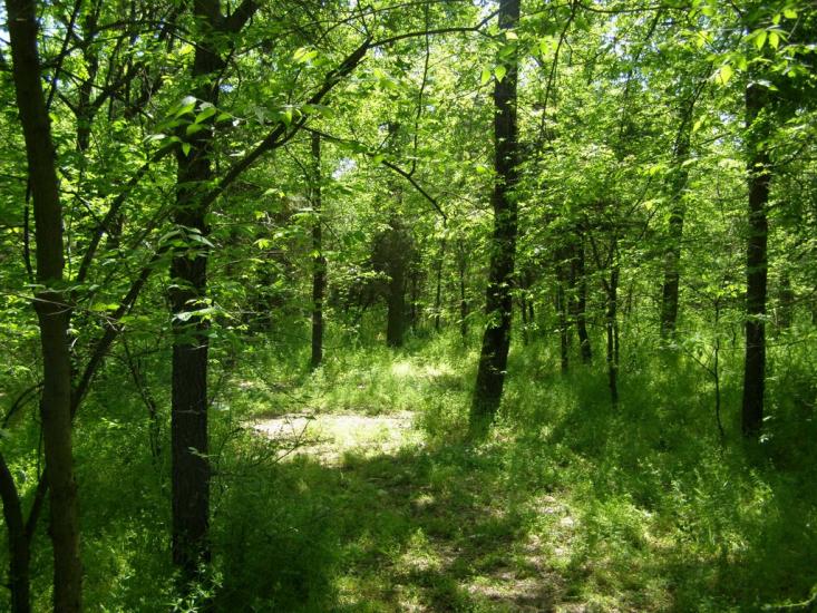 Новопилипівка з panoramio.com - Новопилиповка