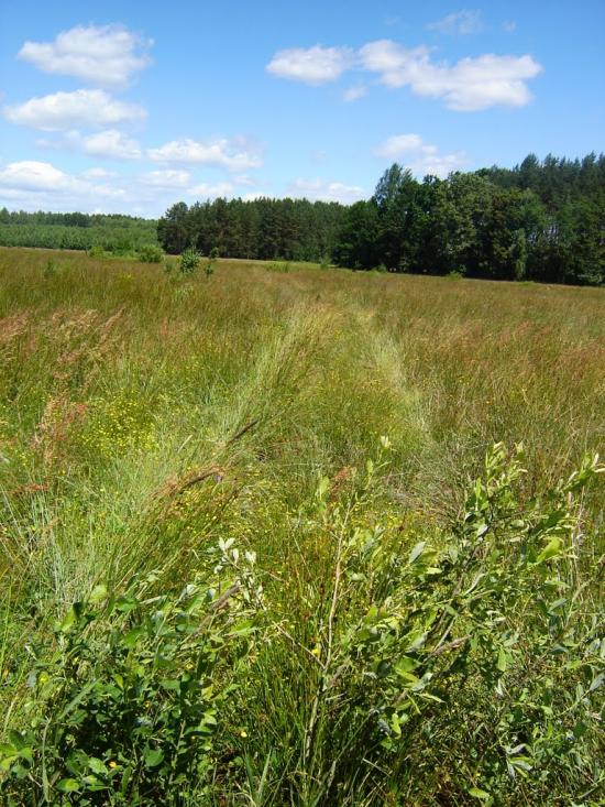 Нові Яриловичі з panoramio.com - Новые Ярыловичи