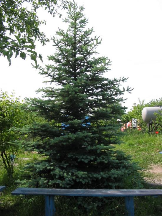 Циркуни з panoramio.com - Циркуни