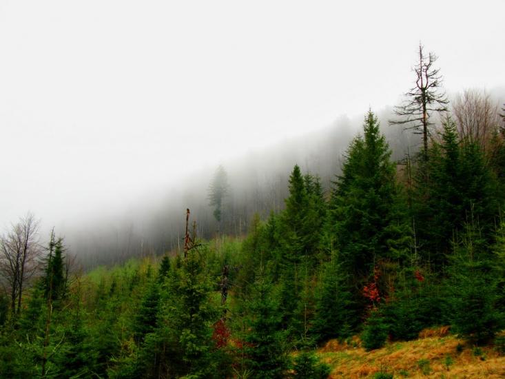 Карпатське з panoramio.com - Карпатское