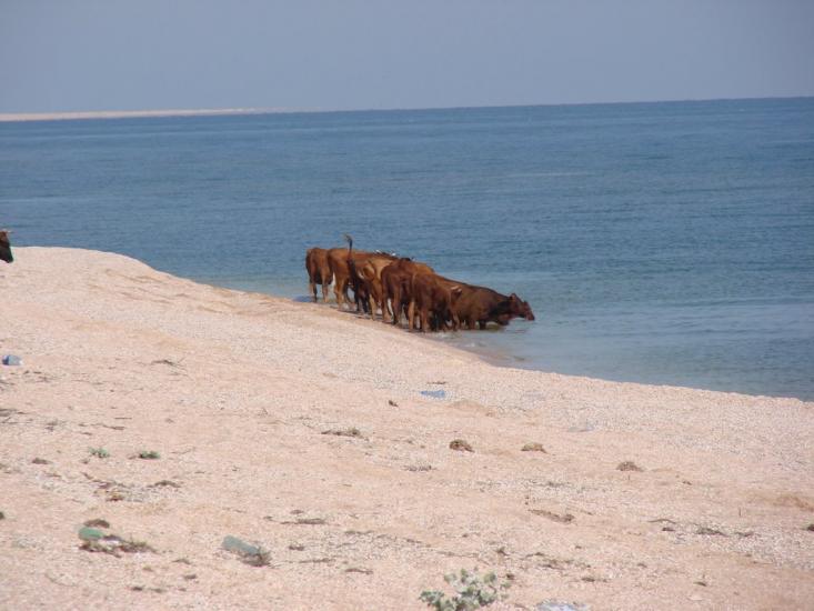 Соляне з panoramio.com - Соляное