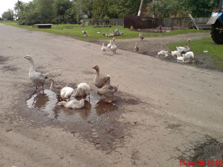 Костянтинівка з panoramio.com - Konstantinovka