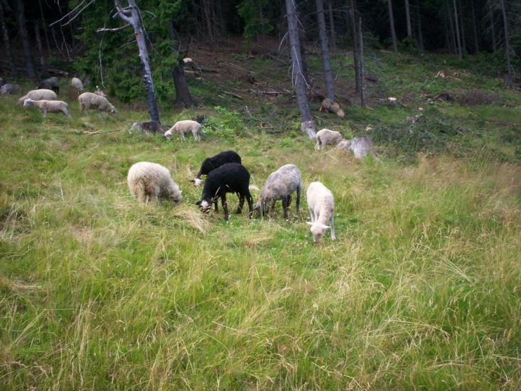 Черетів з panoramio.com - Черетов