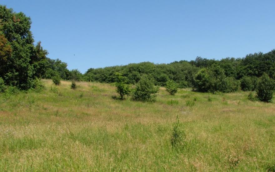 Підлісне з panoramio.com - Pidlisne