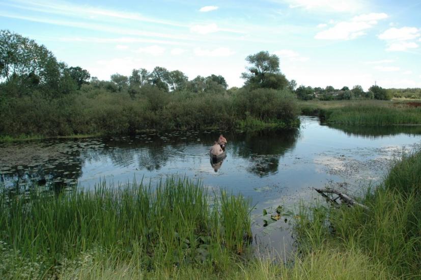 Сенча з panoramio.com - Сенча