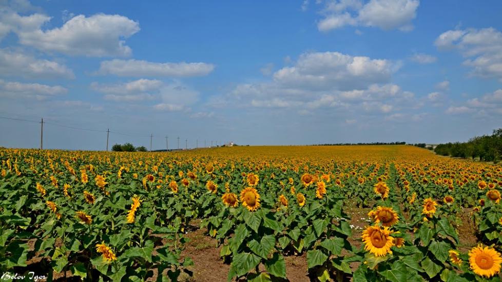 Болгарка з panoramio.com - Болгарка