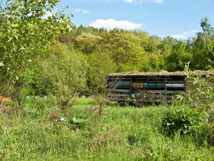 Луковиця з panoramio.com - Луковица