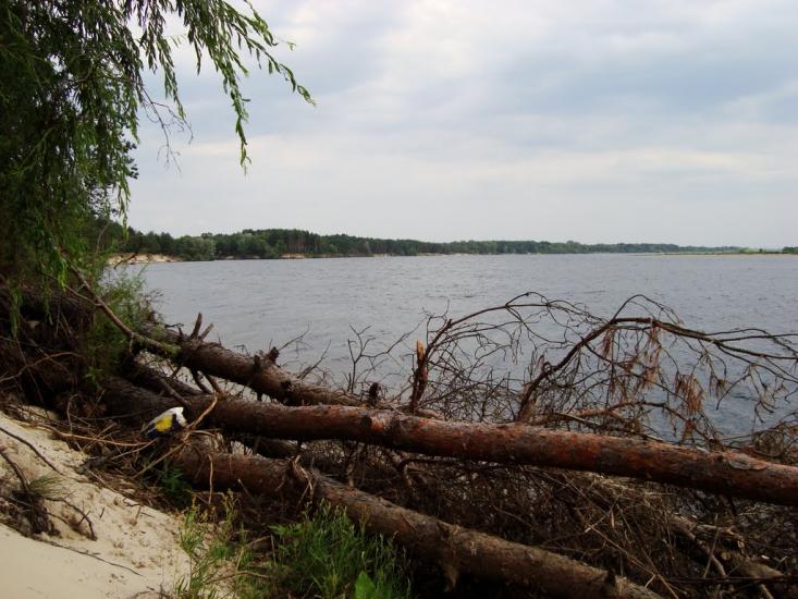 Прохорівка з panoramio.com - Прохорівка