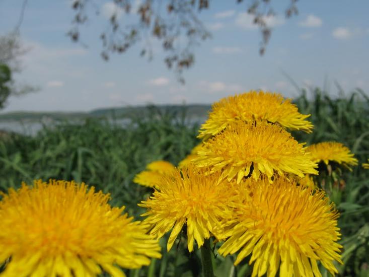Бовшів з panoramio.com - Бовшов