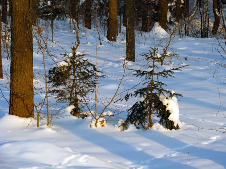 Волиця з panoramio.com - Волица