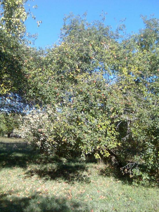 Макове з panoramio.com - Маково