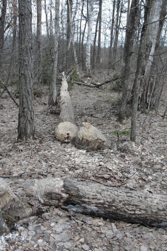 Клубочин з panoramio.com - Клубочин