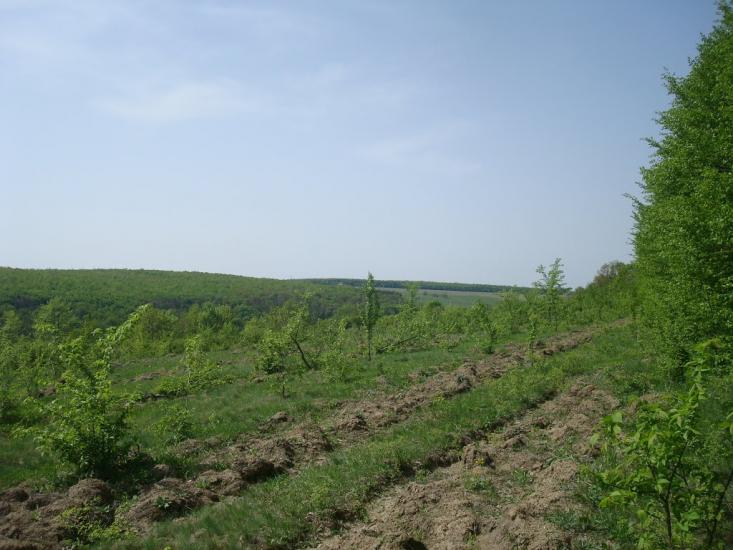 Любомирівка з panoramio.com - Любомировка