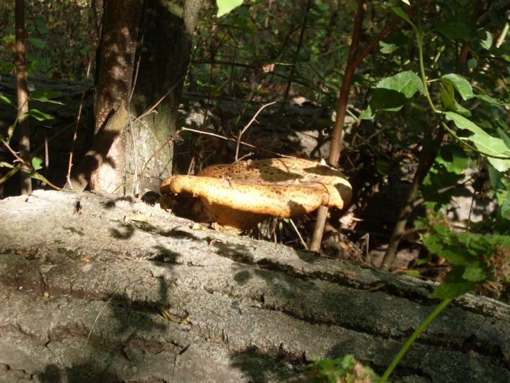 Шура-Мітлинецька з panoramio.com - Шура-Метлинецкая