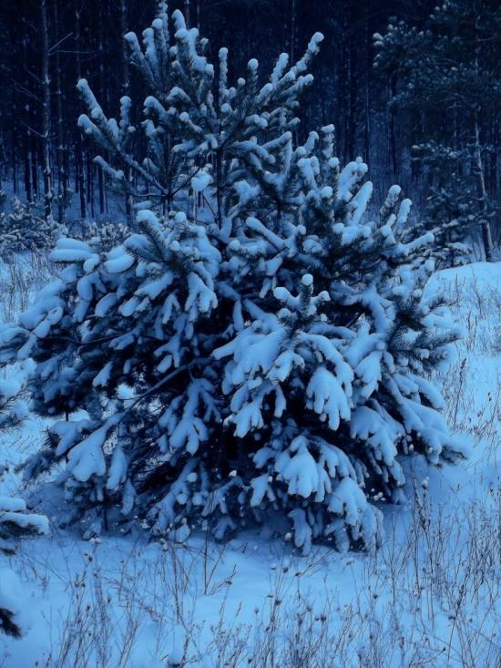 Нова Любомирка з panoramio.com - Нова Любомирка